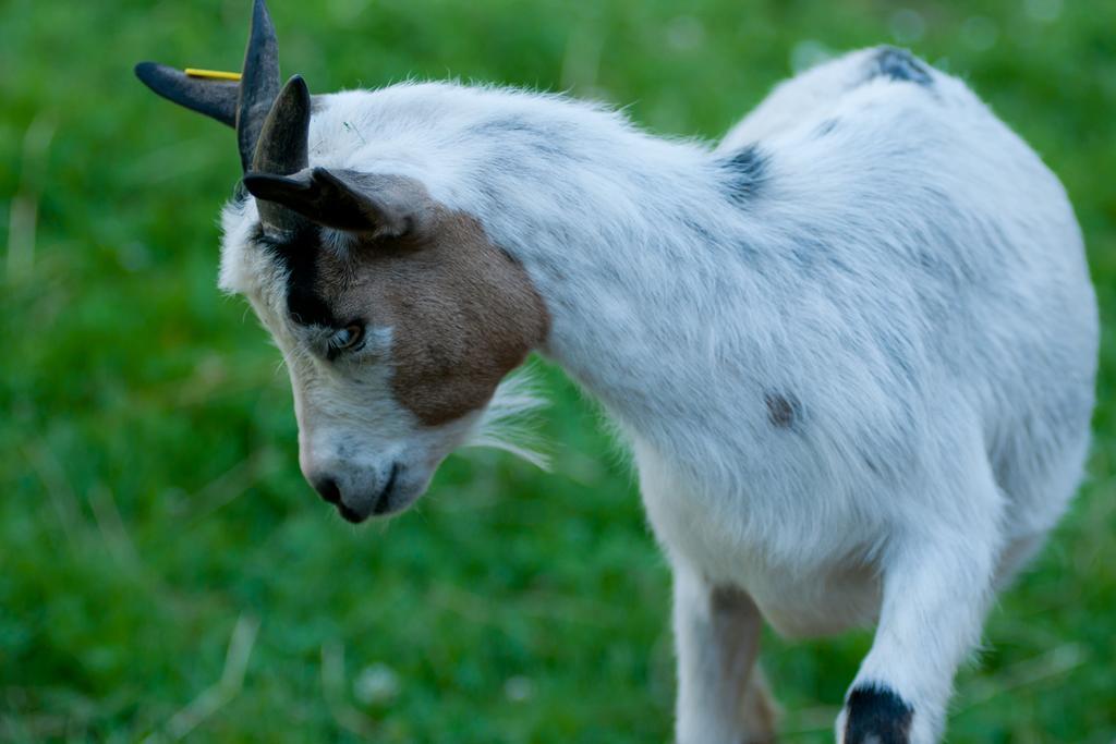 SemicTourist Farm Ob Izviru Krupe别墅 外观 照片