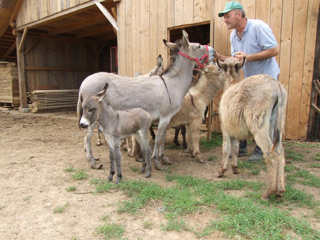 SemicTourist Farm Ob Izviru Krupe别墅 外观 照片